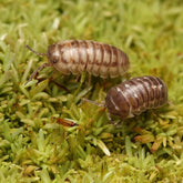 Armadillidium "Corcyraeum"